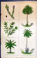 Old Crowberry Date Palm Butchers Broom Cocoa Palm C1850 Botany Clark Victorian