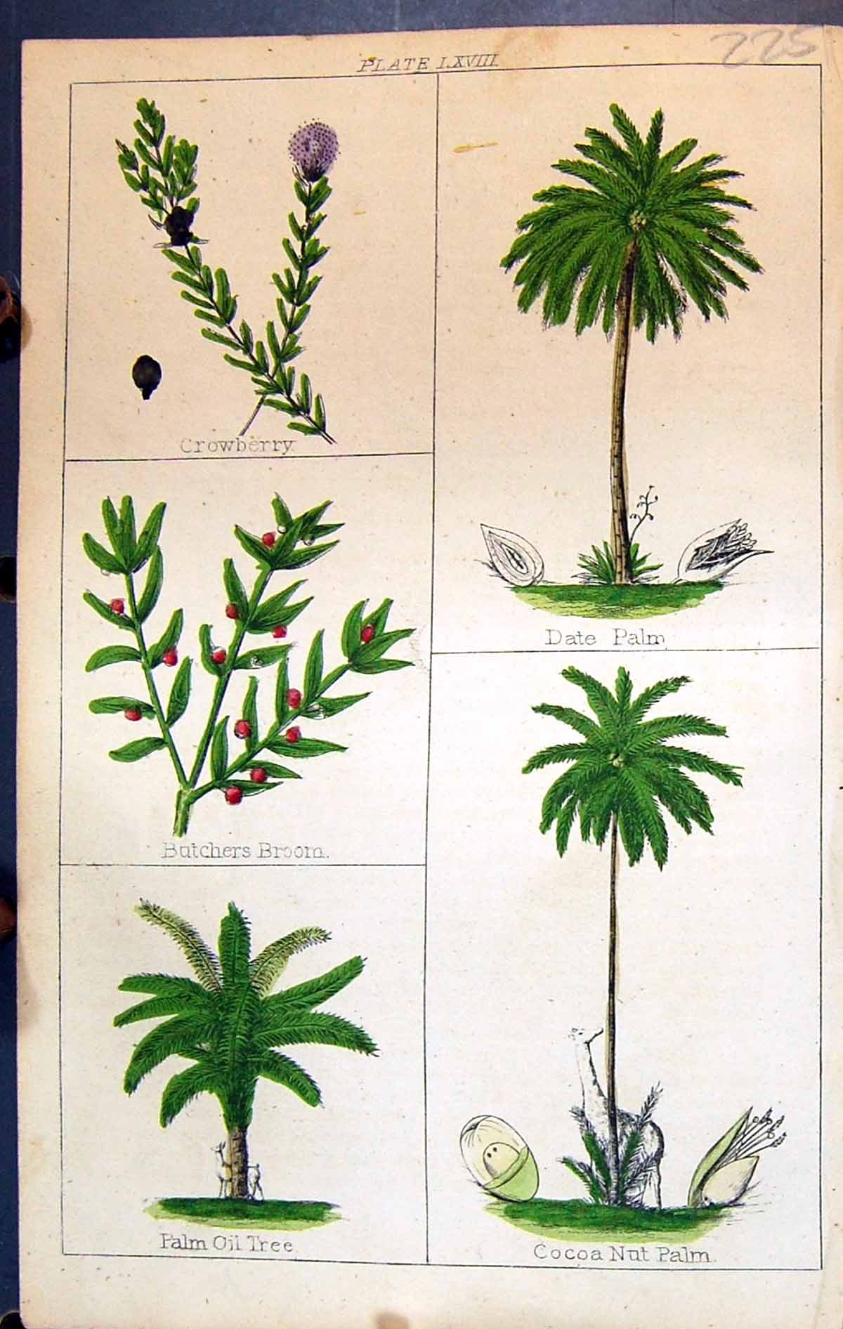 Old Crowberry Date Palm Butchers Broom Cocoa Palm C1850 Botany Clark Victorian