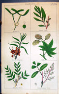 Old Miseltoe Buckthorn Hop Mastic Tree Turpentine C1850 Botany Clark Victorian