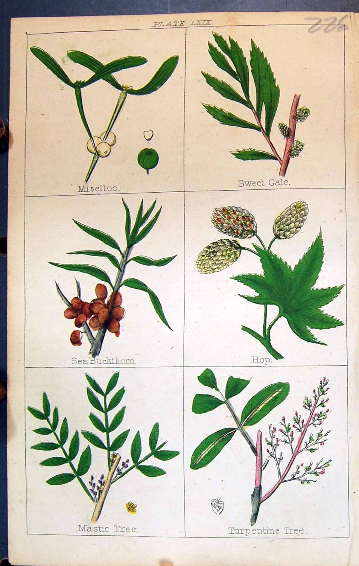 Old Miseltoe Buckthorn Hop Mastic Tree Turpentine C1850 Botany Clark Victorian