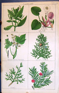 Old Savin Yew Mercury Frog Bit Sumach Jumper C1850 Botany Clark Herbs Victorian