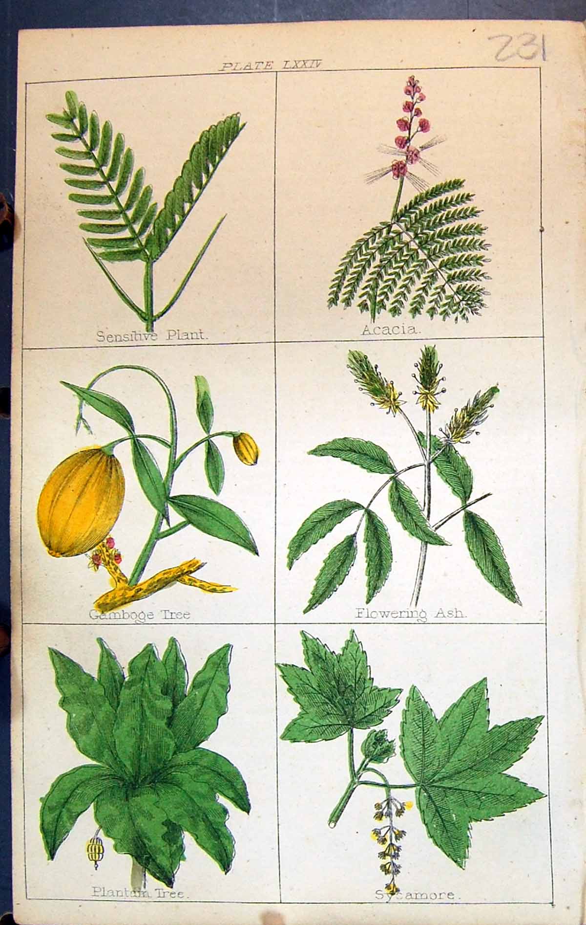 Old Sensitive Plant Acacia Gamboge Ash Sycamore Plantain C1850 Clark Victorian