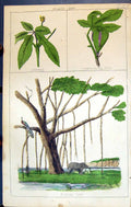 Old Print Cinseng Common Fig Tree Banian C1850 Botany Clark Herbs Plants 19th