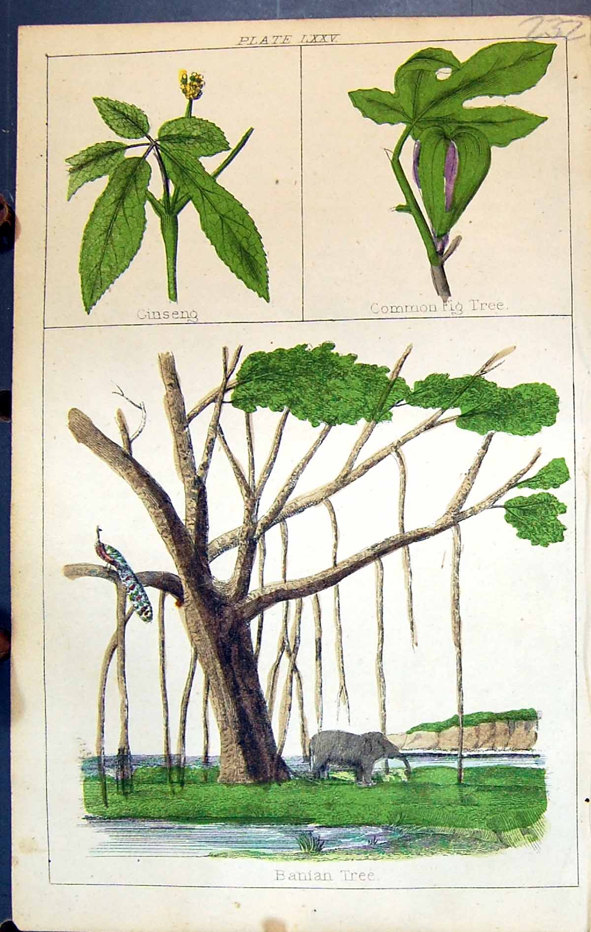 Old Print Cinseng Common Fig Tree Banian C1850 Botany Clark Herbs Plants 19th