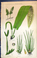 Old Club Moss Pillwort Quilwort Tongue Filmy Fern C1850 Botany Clark Victorian