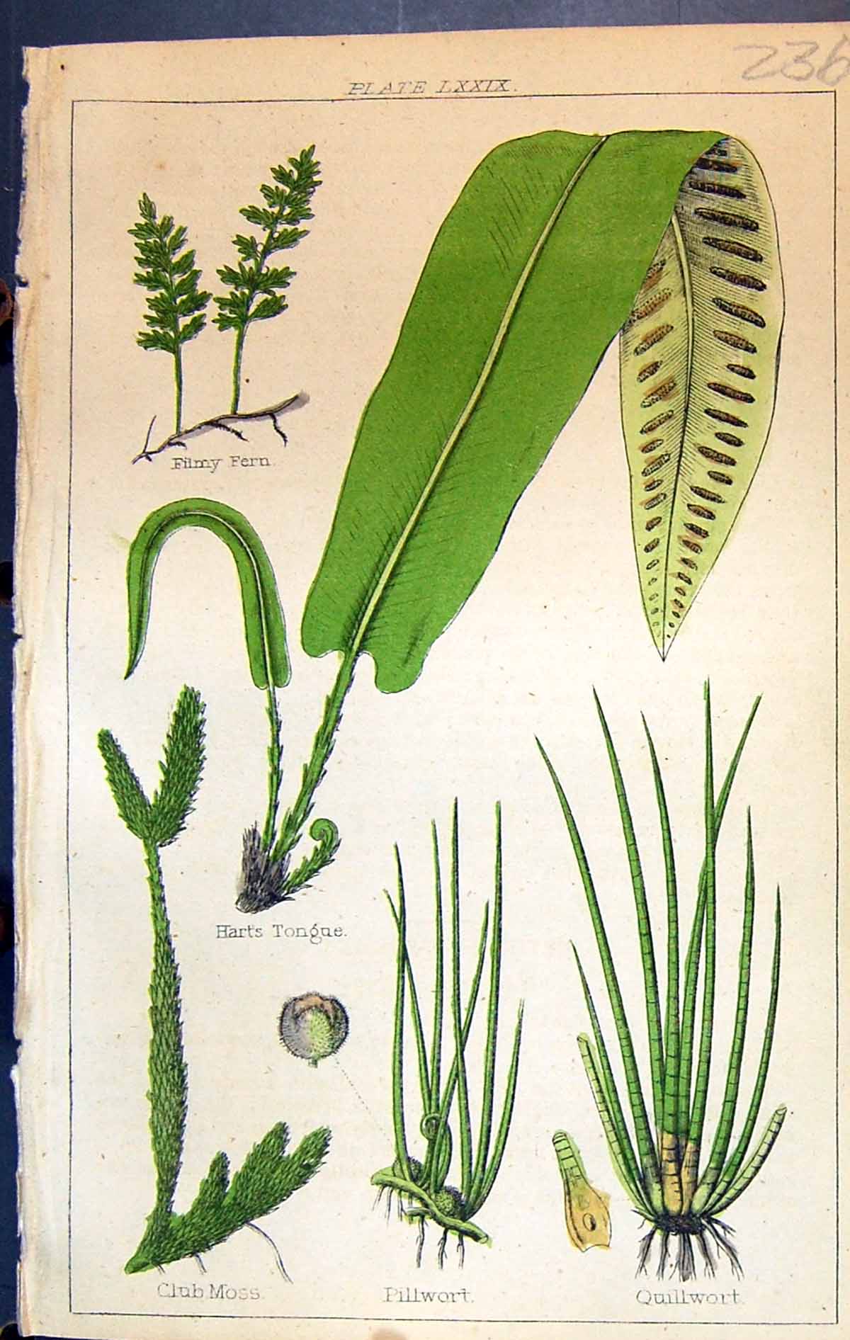 Old Club Moss Pillwort Quilwort Tongue Filmy Fern C1850 Botany Clark Victorian