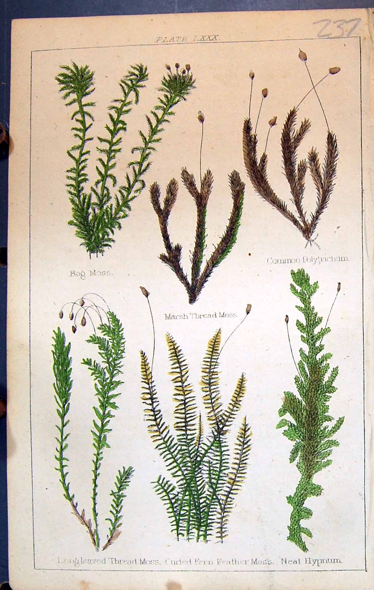 Old Bog Moss Neat Hypnum Polytrichum C1850 Botany Clark Herbs Plants Victorian