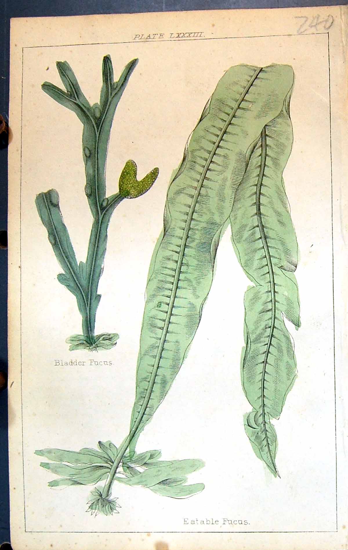Antique Print Eatable Bladder Fucus C1850 Botany Clark Herbs Plants Colour 19th