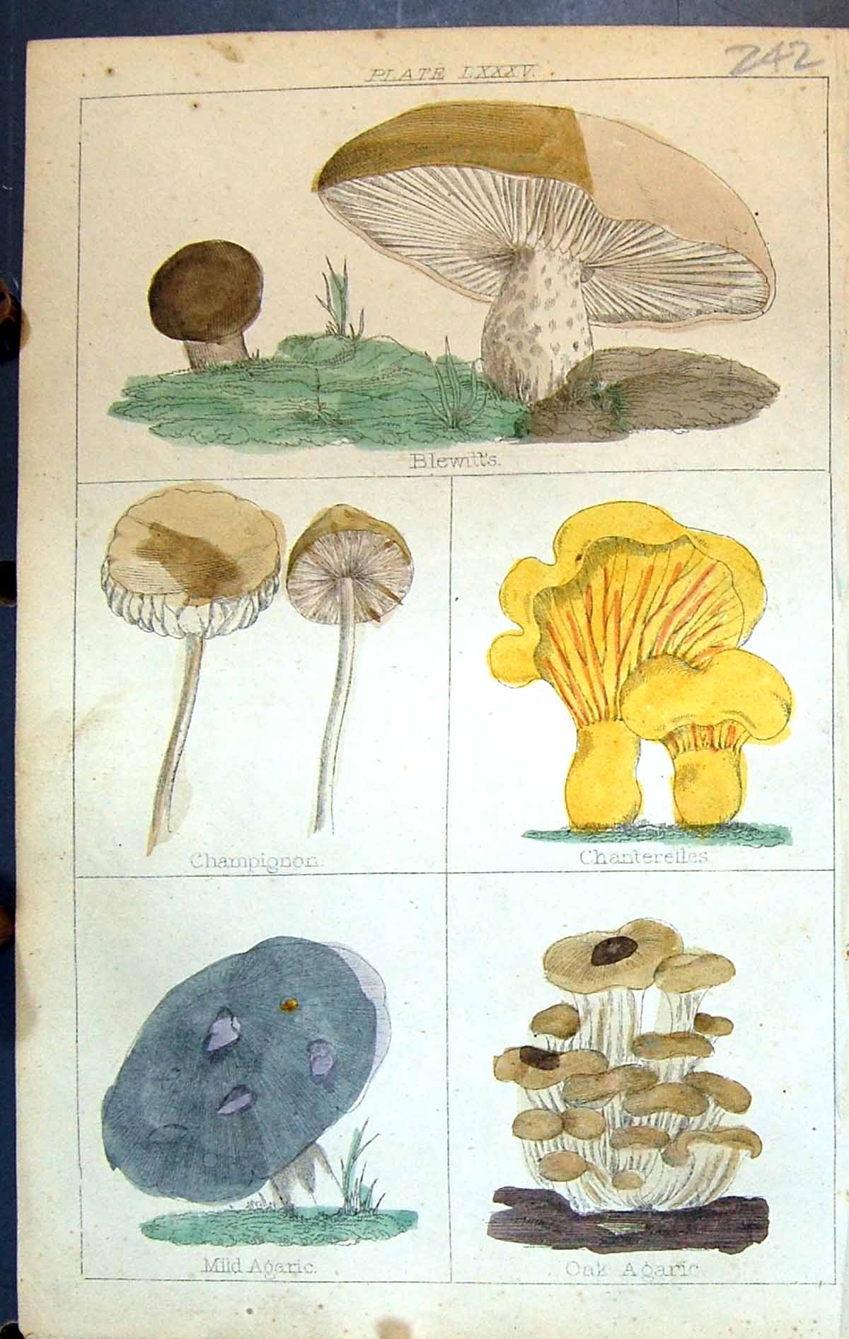 Old C1850 Botany Clark Herbs Plants Blewitts Champignon Chanterelles Victorian