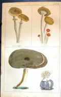 Old Honey Agaric Pioppini Violet Warty C1850 Botany Clark Herbs Plant Victorian