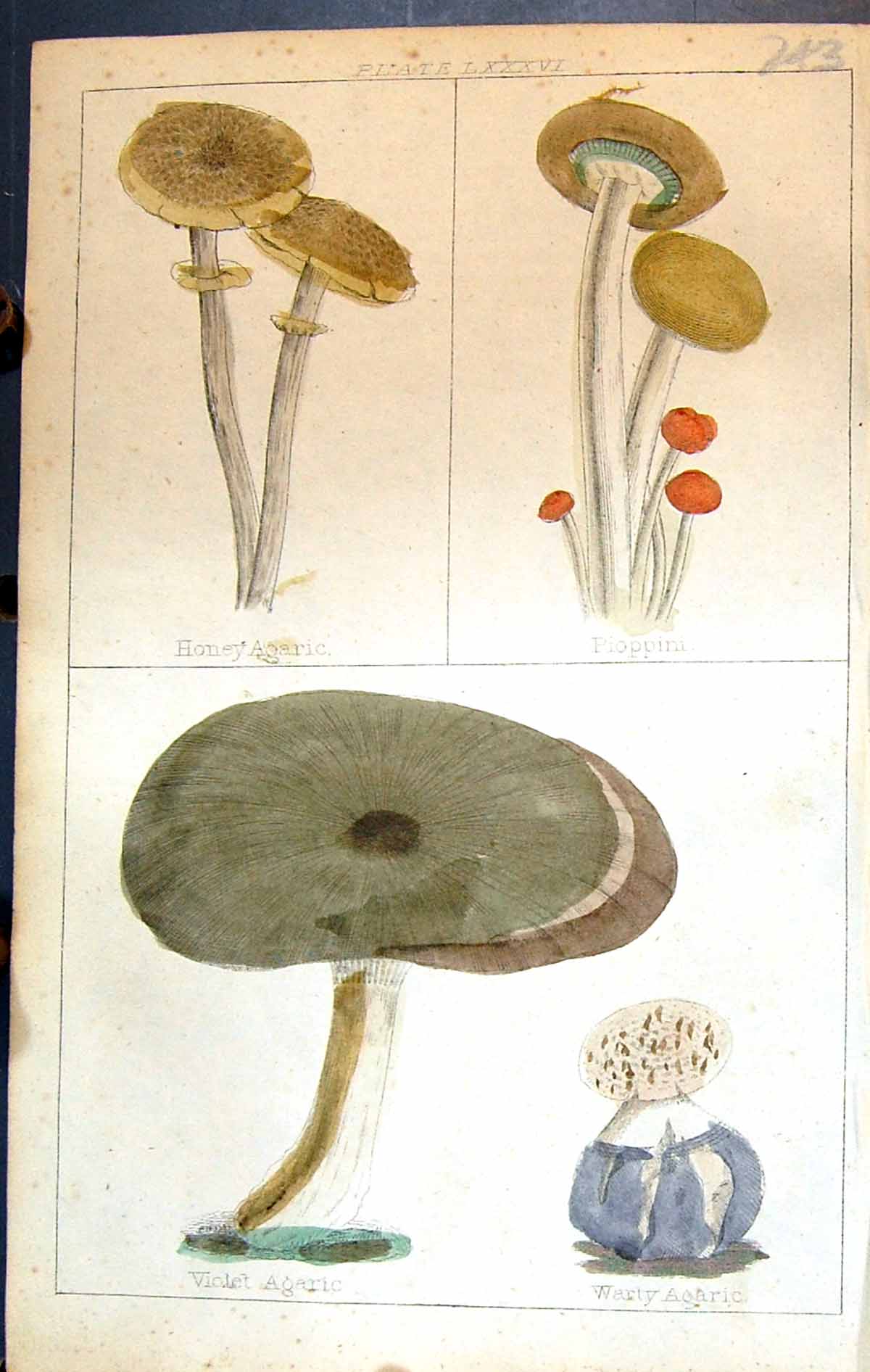 Old Honey Agaric Pioppini Violet Warty C1850 Botany Clark Herbs Plant Victorian