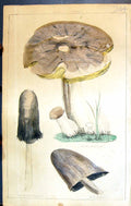 Old Brown Boletus Puckered Bell Agaric C1850 Botany Clark Herbs Plant Victorian