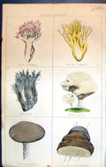 Old Coral Clavaria Jews Ears Agaric Boleins C1850 Botany Clark Herbs Victorian