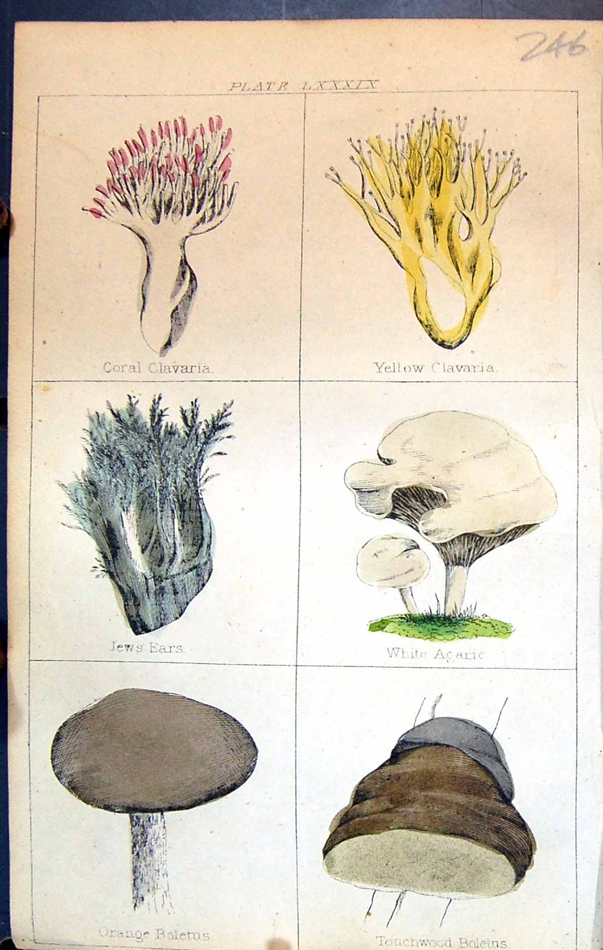 Old Coral Clavaria Jews Ears Agaric Boleins C1850 Botany Clark Herbs Victorian