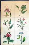 Old Zedoary Papper Krameria Cubebs Tea Turnsole C1850 Botany Clark He Victorian