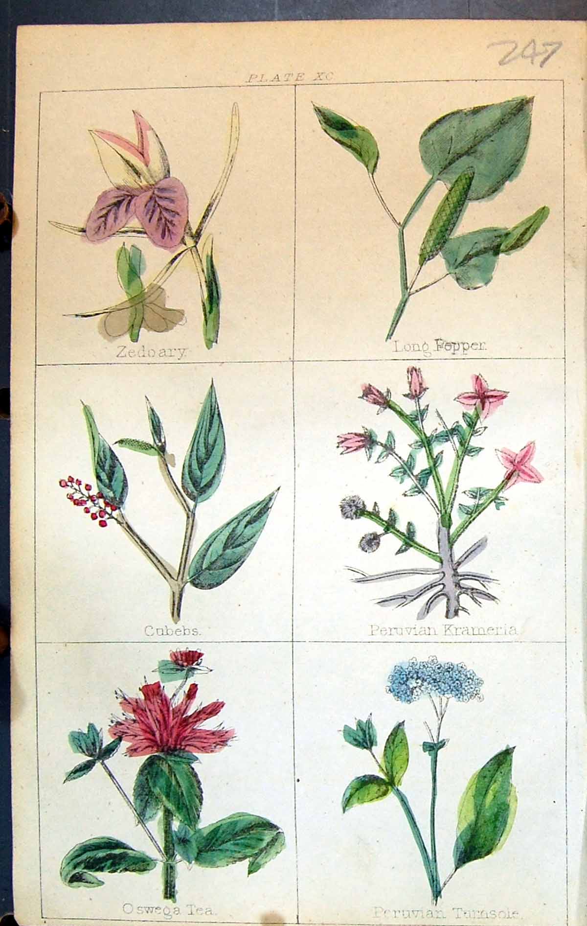 Old Zedoary Papper Krameria Cubebs Tea Turnsole C1850 Botany Clark He Victorian