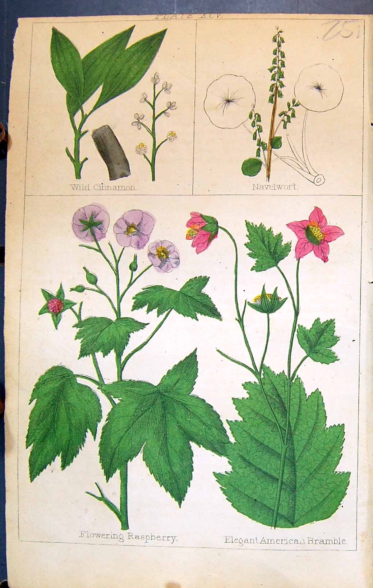 Old C1850 Botany Clark Herbs Plants Wild Cinnamon Navelwort Raspberry Victorian
