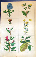 Old Psoralea Cnicus Maudlin Thistle Pomegranate Citron C1850 Clark He Victorian