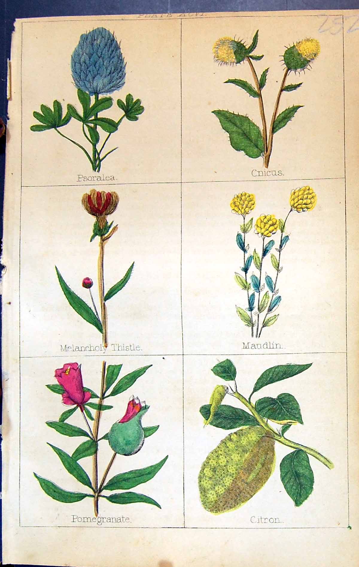 Old Psoralea Cnicus Maudlin Thistle Pomegranate Citron C1850 Clark He Victorian