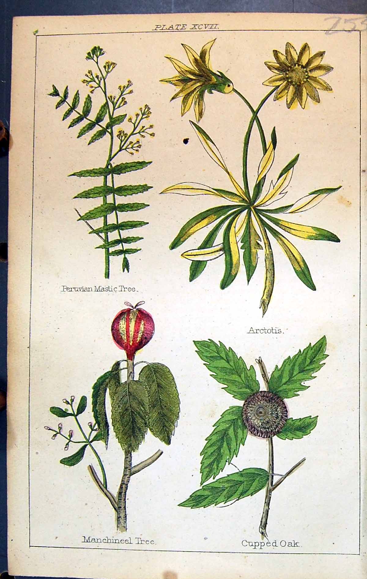 Old Mastic Tree Arctotis Manchineel Cupped Oak C1850 Botany Clark Her Victorian