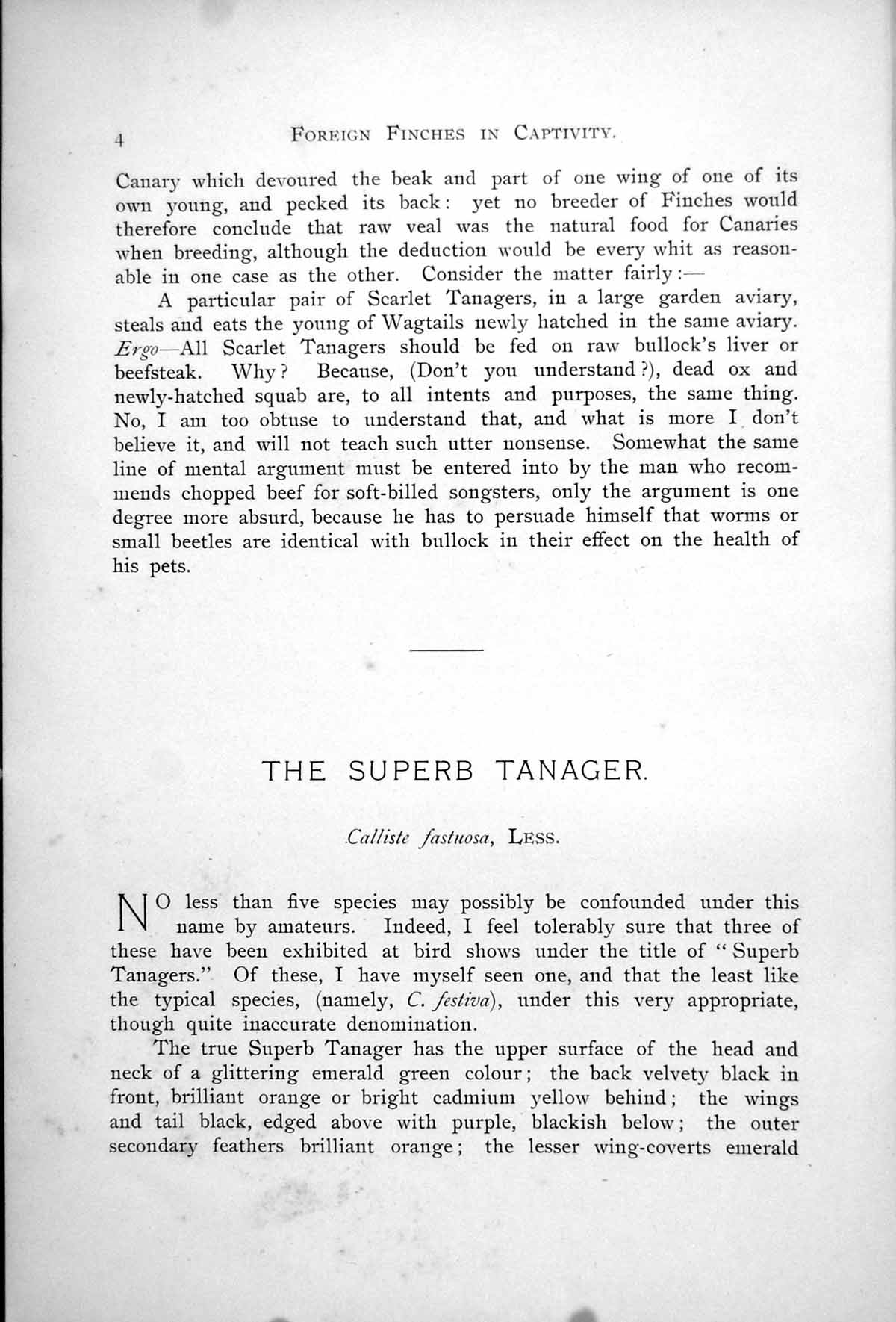Old Print Superb Tanager Calliste Fastuiosa Paradise Tanager Tatao 1899 0 19th