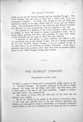 Antique Old Print Scarlet Tanager Rhamphocoelus Brasilius Male Female 1899 0