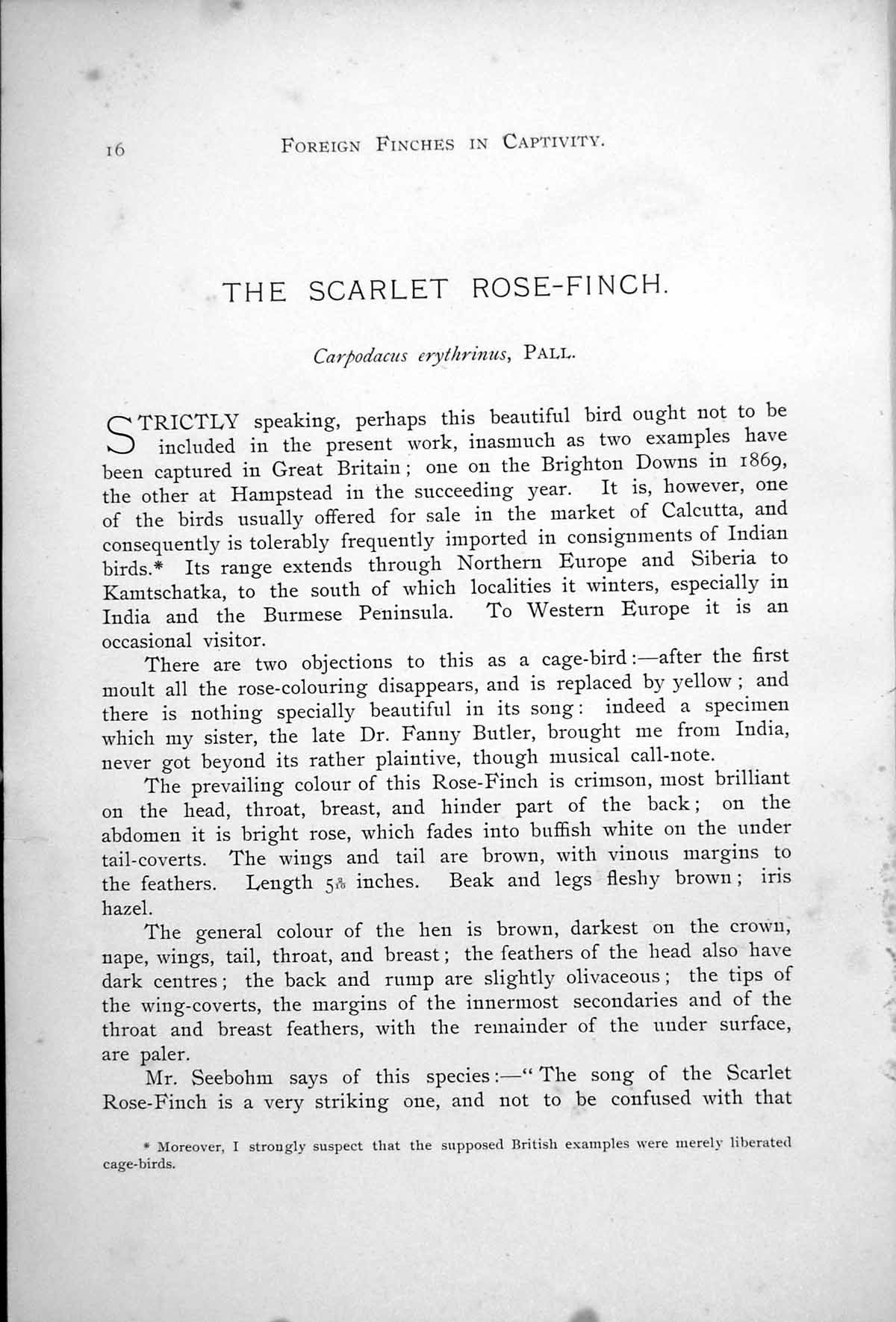 Antique Old Print Scarlet Rose-Finch Carpodacus Erythrinus Male Female 1899 0