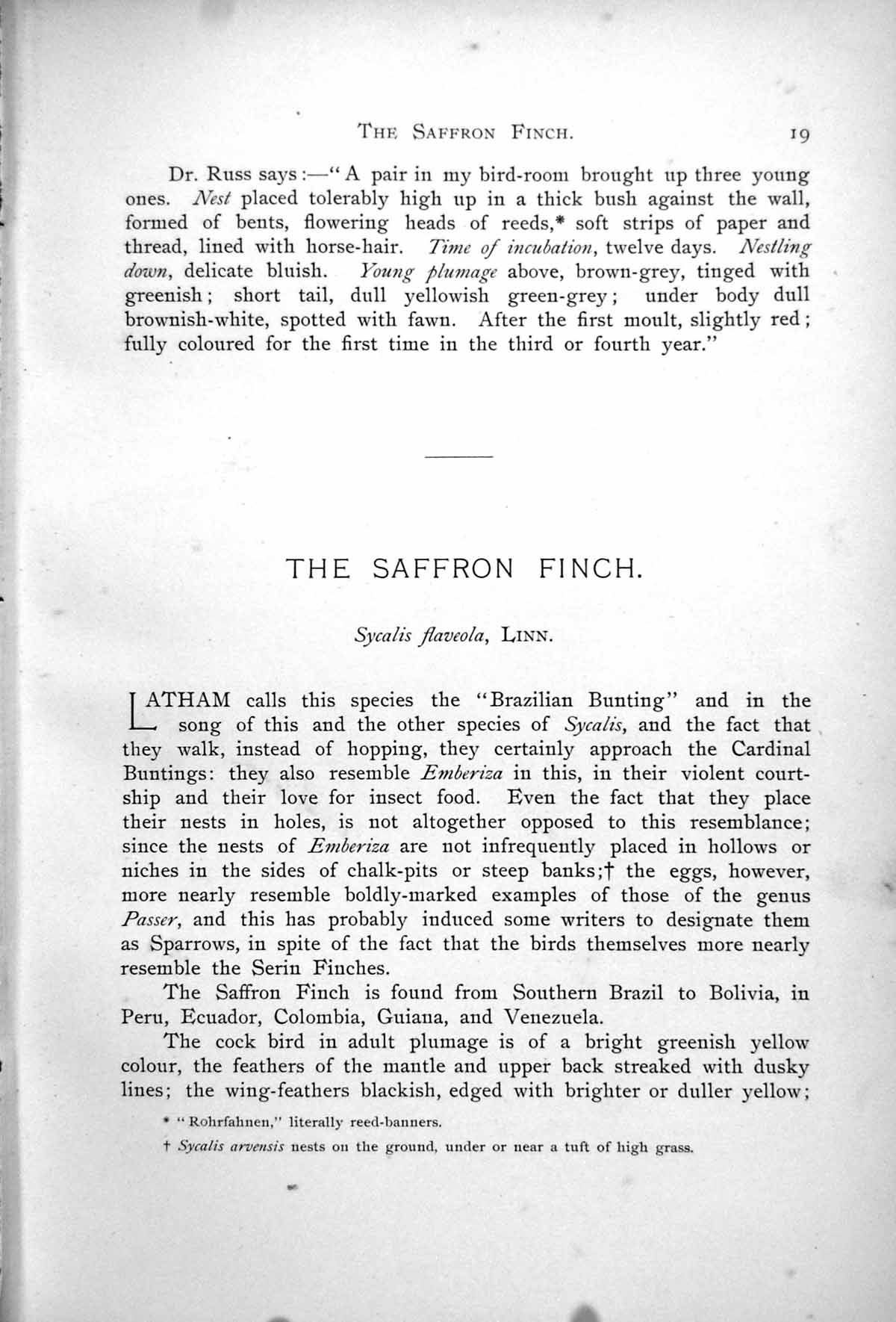 Original Old Antique Print Saffron Finch Sycalis Flaveola Male Female 1899 0