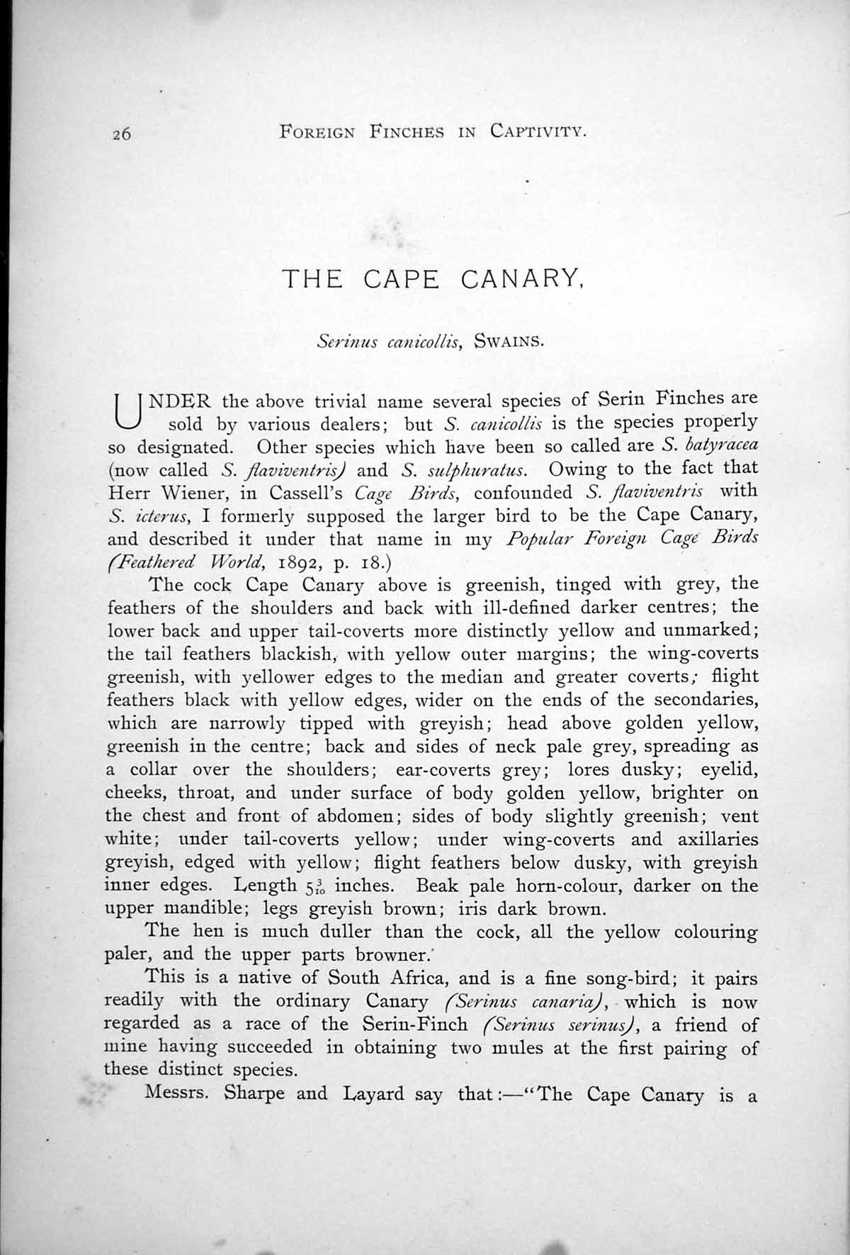Old Antique Print Cape Canary Serinus Sulphur-Coloured Seed-Eater 1899 0 19th