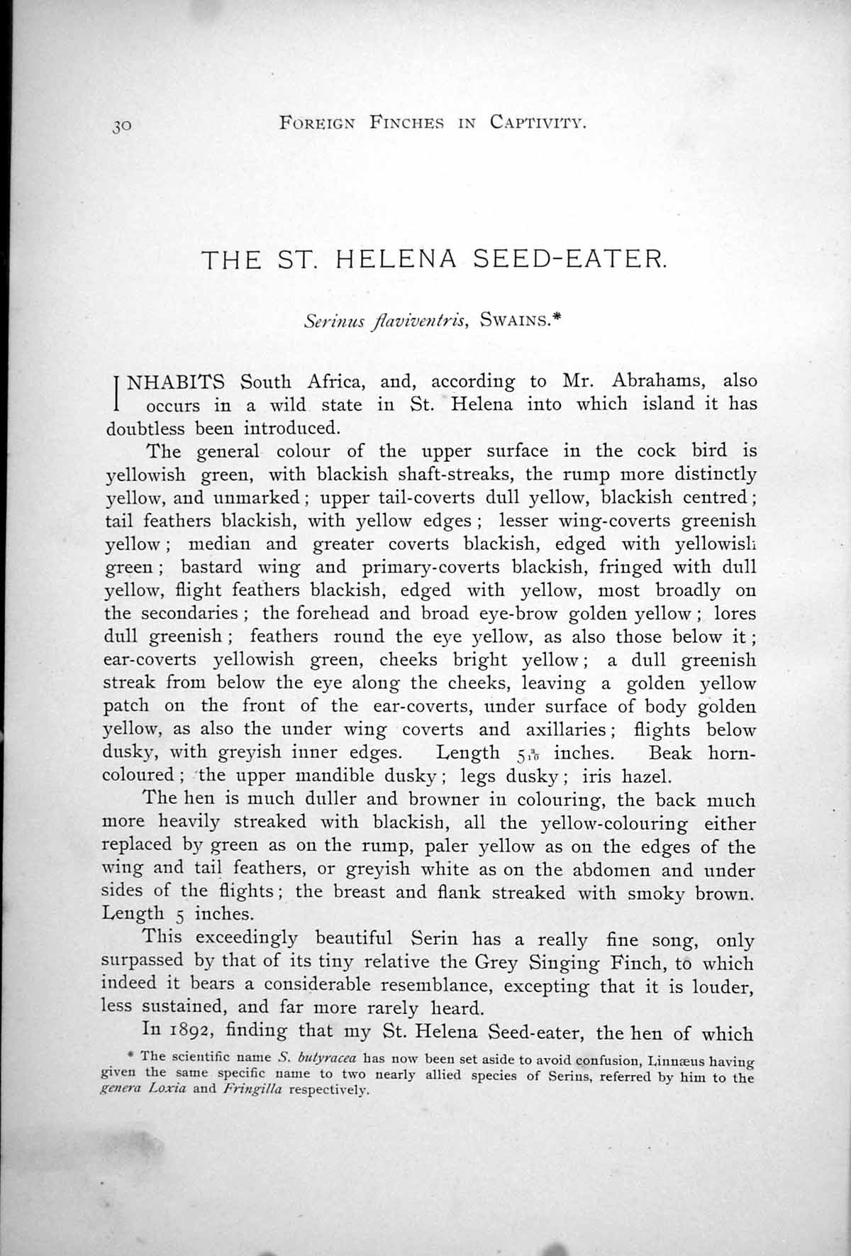 Old Antique Print St Helena Seed-Eater Serinus Green Singing Finch 1899 0 19th