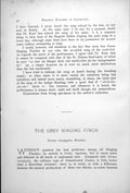 Original Old Antique Print Grey Singing-Finch Serinus Alario-Finch Alario 1899 0