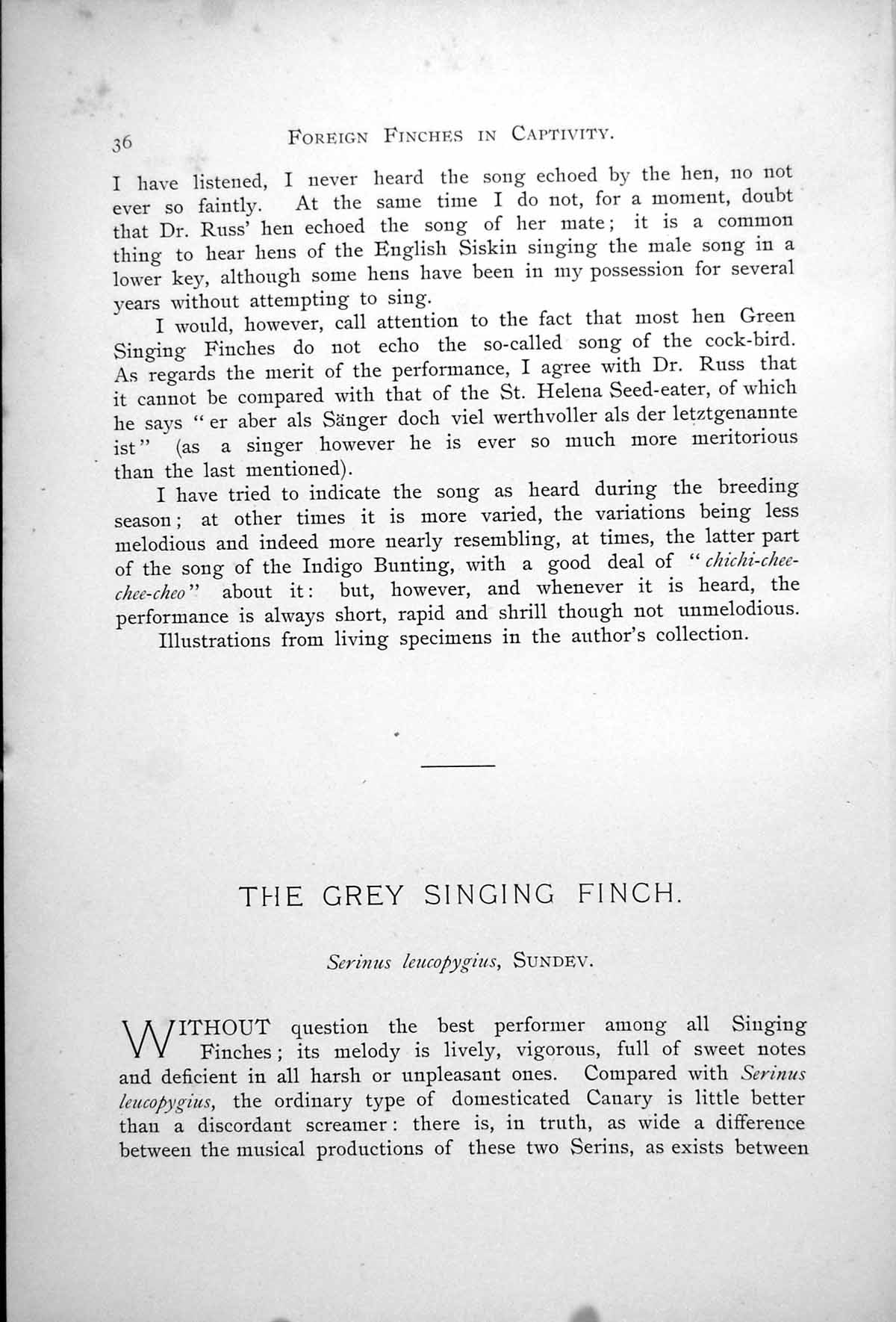 Original Old Antique Print Grey Singing-Finch Serinus Alario-Finch Alario 1899 0