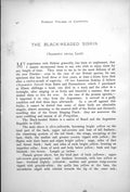 Antique Old Print Black-Headed Siskin Male Female Chrysomitris Icterica 1899 0