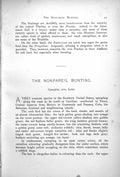 Old Print Nonpareil Bunting Cyanospiza Ciris Perched Branch Foliage 1899 0 19th