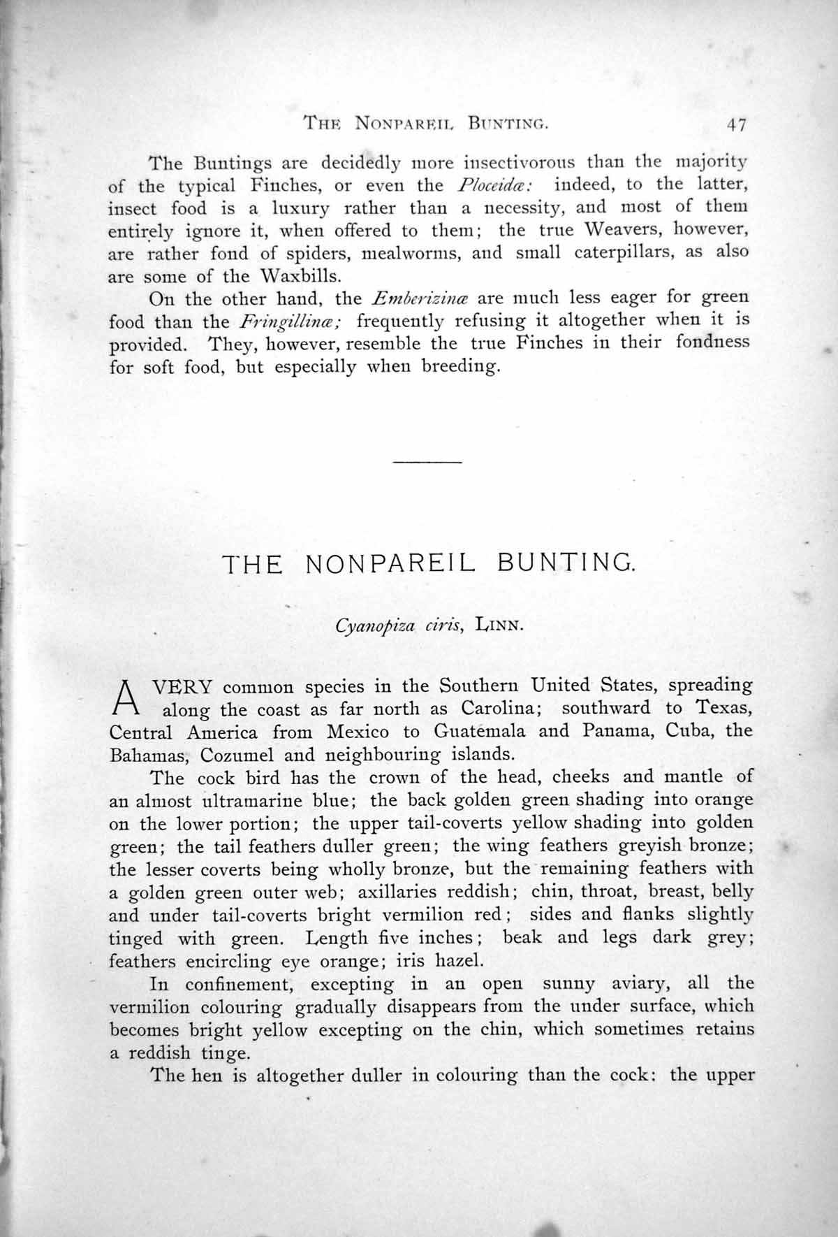 Old Print Nonpareil Bunting Cyanospiza Ciris Perched Branch Foliage 1899 0 19th