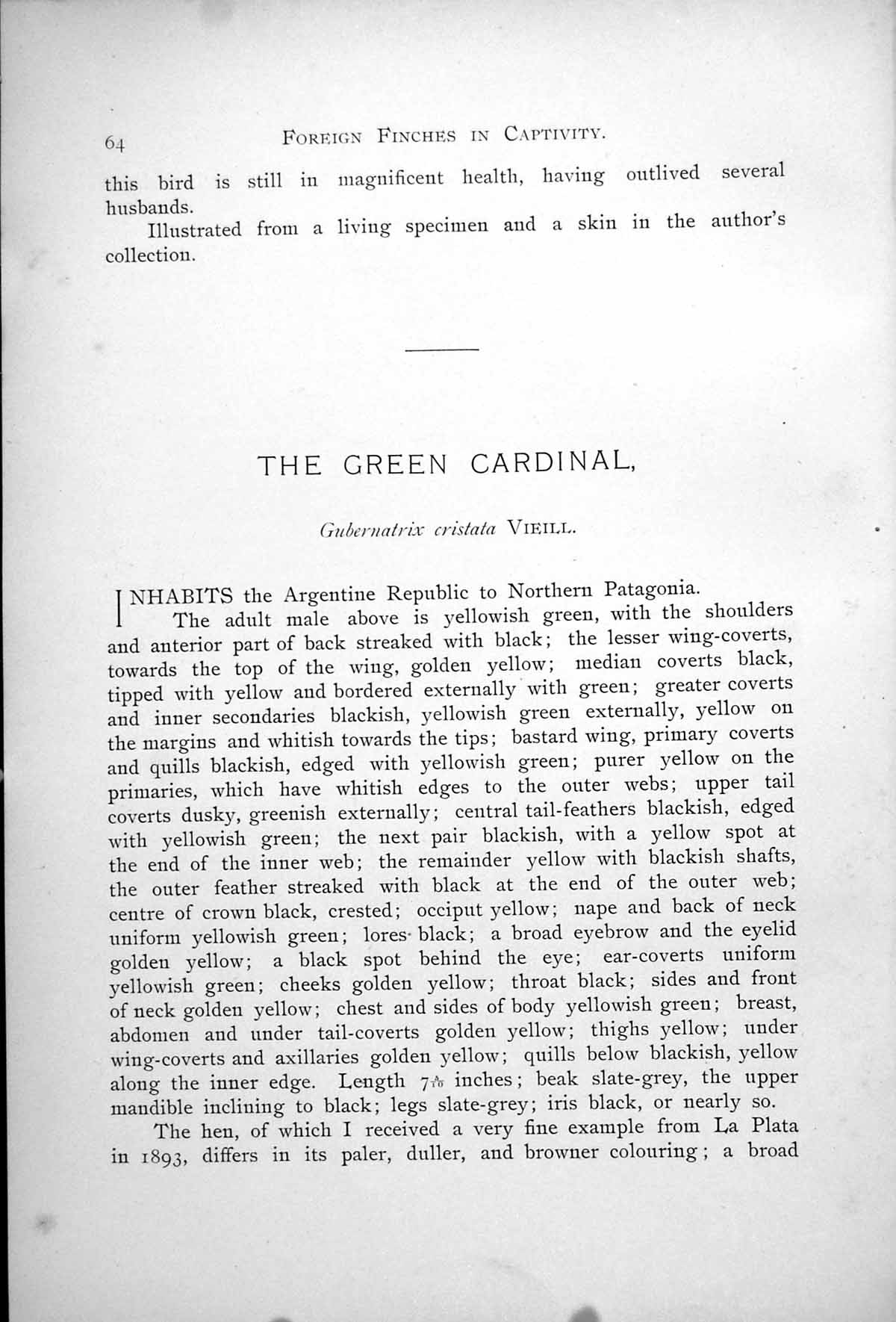 Old Antique Print Green Cardinal Gubernatrix Cristata Male Female 1899 0 19th