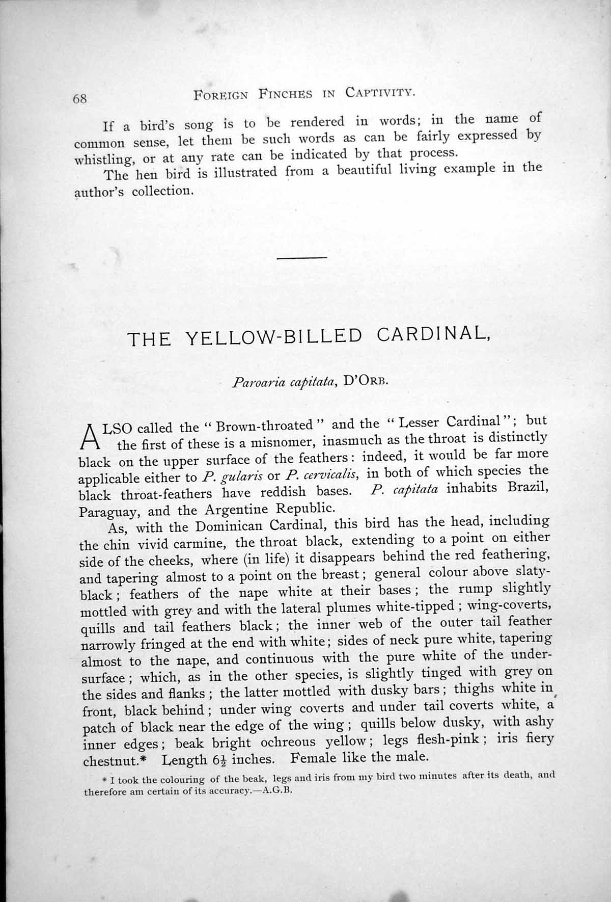 Antique Old Print Yellow-Billed Cardinal Paroaria Capitata Waterside 1899 0 19th