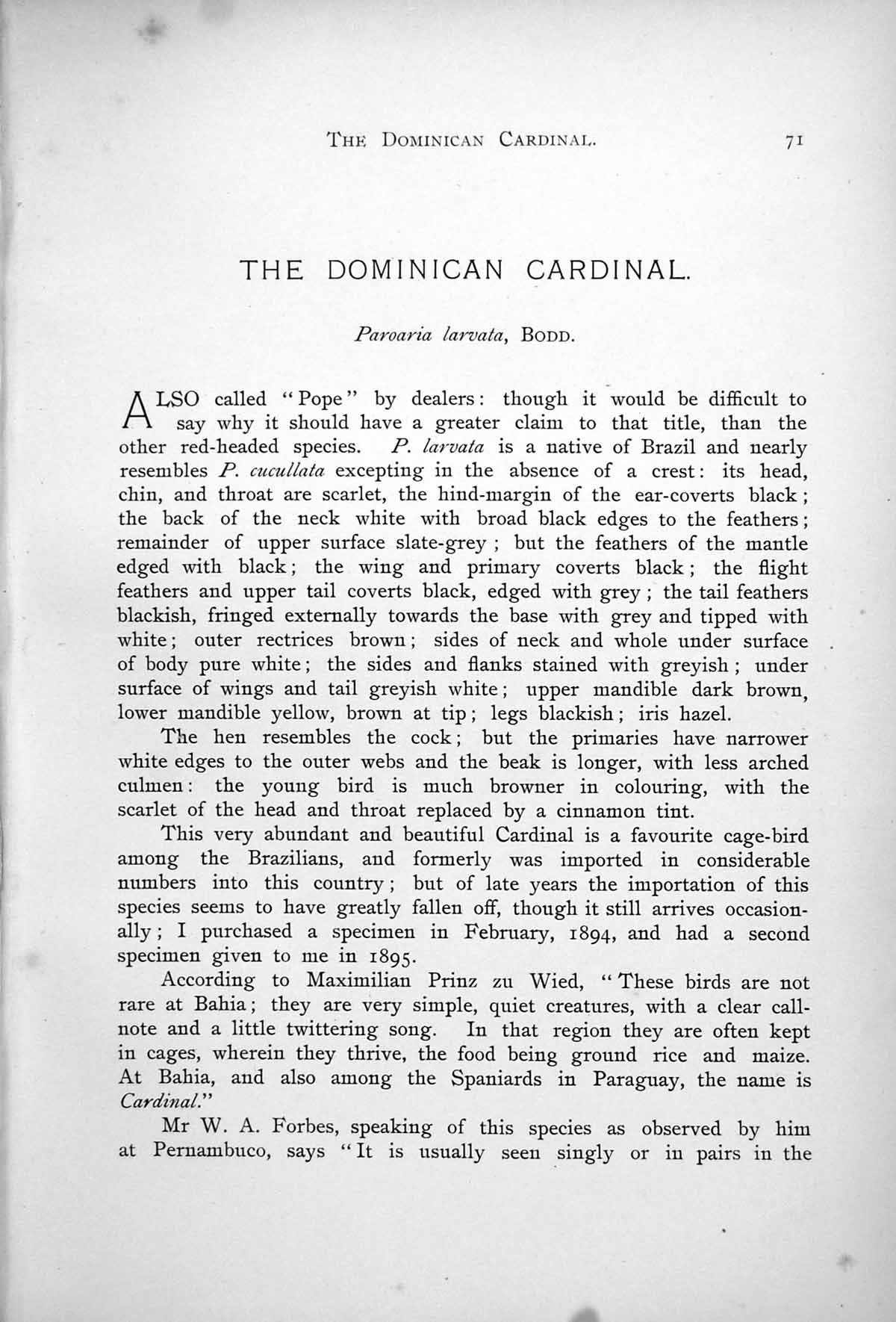 Antique Old Print Dominican Cardinal Paroaria Larvata Flowering Bush 1899 0 19th