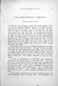Original Old Antique Print Red-Crested Cardinal Paroaria Cucullata Branch 1899 0