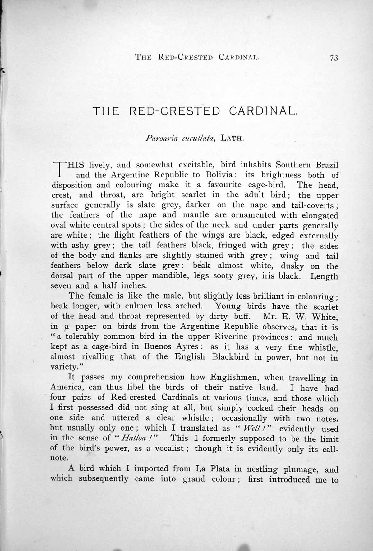 Original Old Antique Print Red-Crested Cardinal Paroaria Cucullata Branch 1899 0