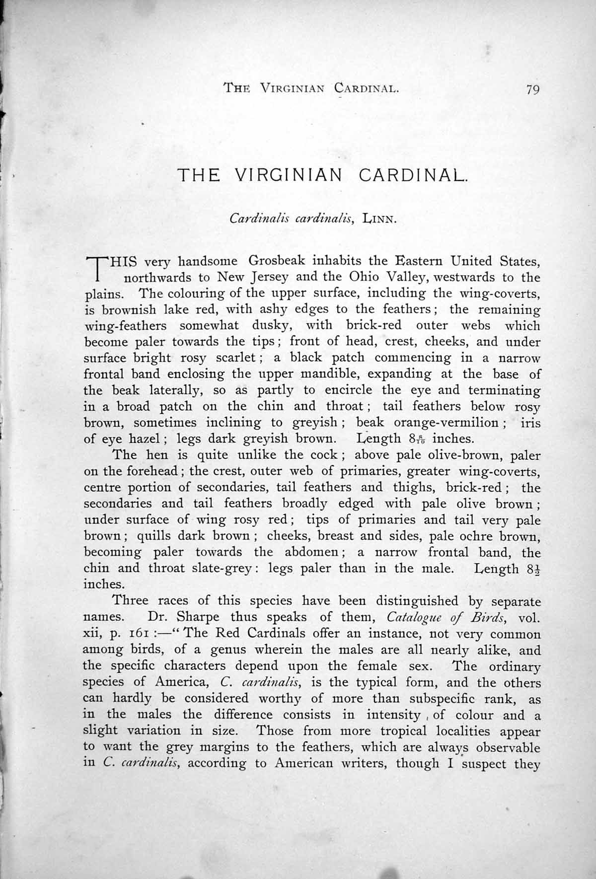 Old Print Virginian Cardinals Cardinalis Cardinalis Autumn Foliage 1899 0 19th