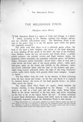 Antique Old Print Melodious Or Cuba Finch Male Female Phonipara Canora 1899 0