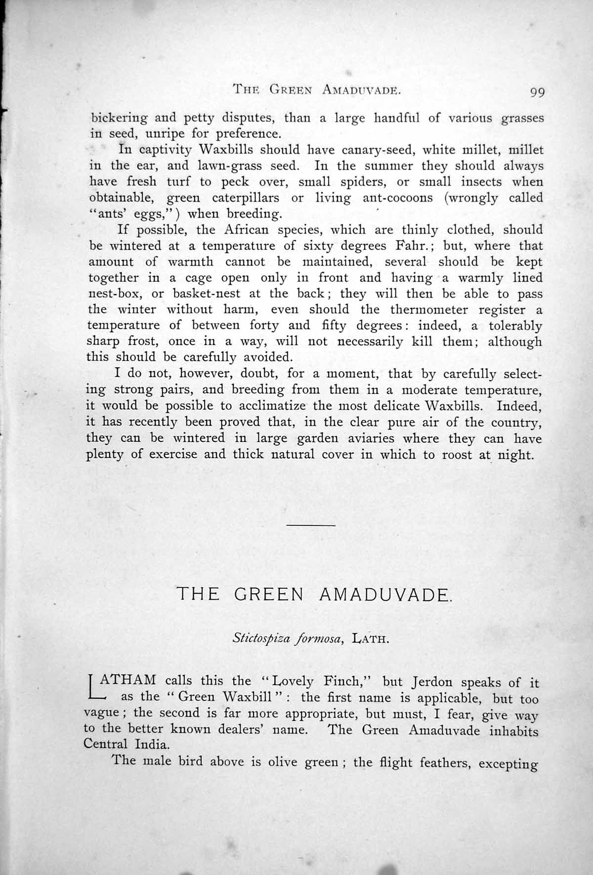 Antique Print Green Amaduvade Waxbill Male Female Stictospiza Formosa 1899 0