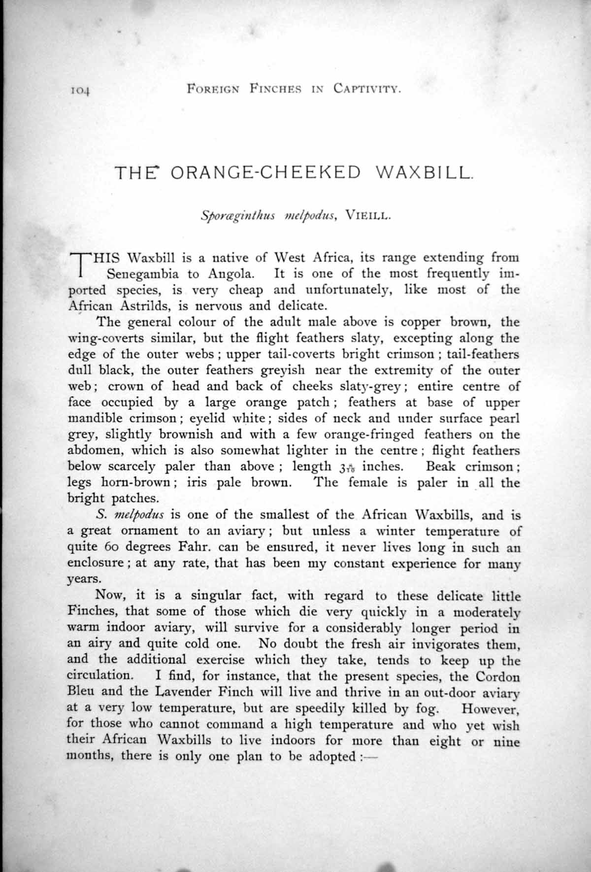 Old Antique Print Orange-Cheeked Waxbill Male Female Zebra Waxbill 1899 19th