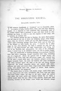 Old Antique Print Common Amaduvade Male Female African Fire Finch 1899 19th