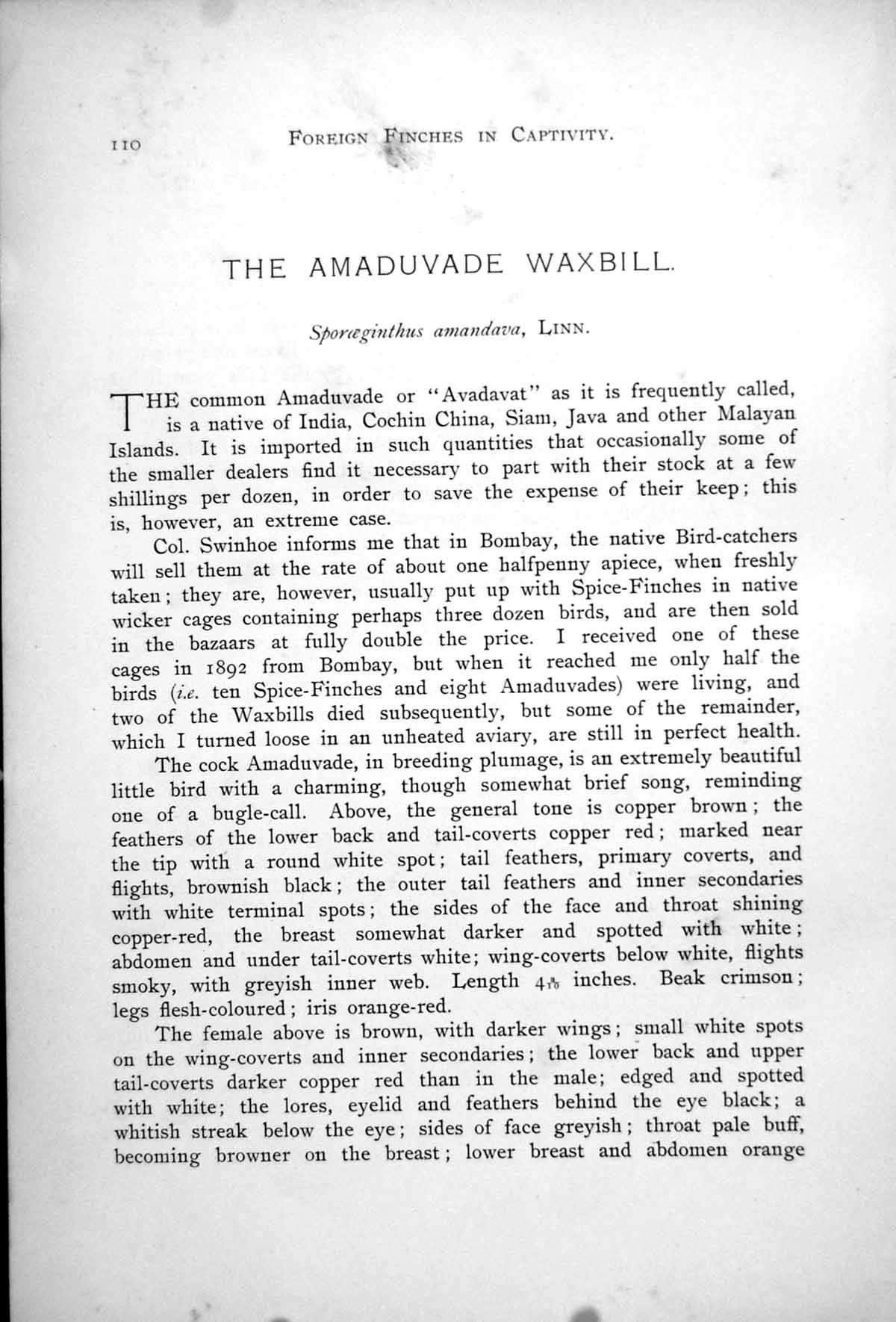 Old Antique Print Common Amaduvade Male Female African Fire Finch 1899 19th