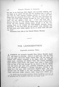 Old Print Lavender Finch Lagonosticta Coerulescens Waterside Reeds 1899 19th