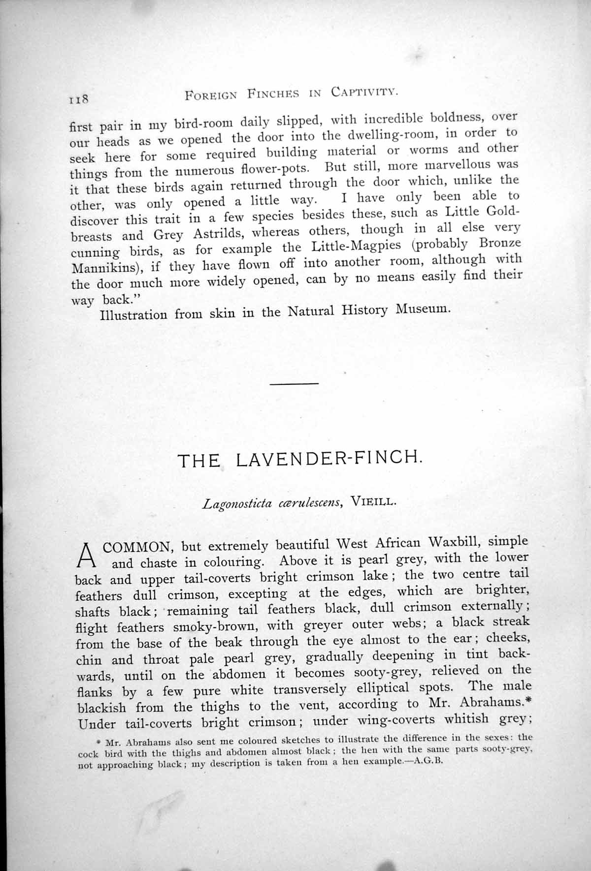 Old Print Lavender Finch Lagonosticta Coerulescens Waterside Reeds 1899 19th