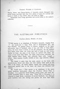 Antique Old Print Sydney Waxbill Australian Fire Finch Agintha Neochmia 1899