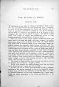 Old Antique Print Red-Faced Finch Pytelia Afra Crimson-Winged Finch 1899 19th